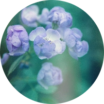 image_inhumation