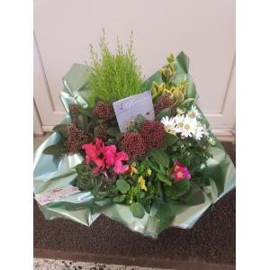 Composition de plantes