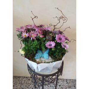 Composition de plantes
